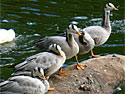 Bar-headed Goose