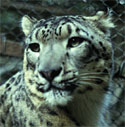 Snow Leopard