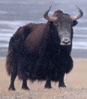 Wild Yak